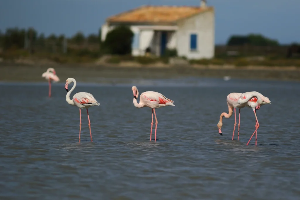 partir en mai en france en camargue